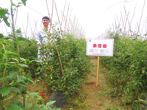 云离子在番茄上的使用